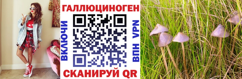 купить наркоту  Магас  Галлюциногенные грибы GOLDEN TEACHER 
